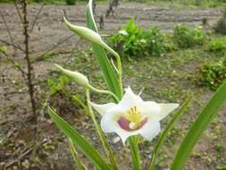 Image of Miltoniopsis roezlii (W. Bull) God.-Leb.