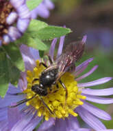 Plancia ëd Lasioglossum fuscipenne (Smith 1853)