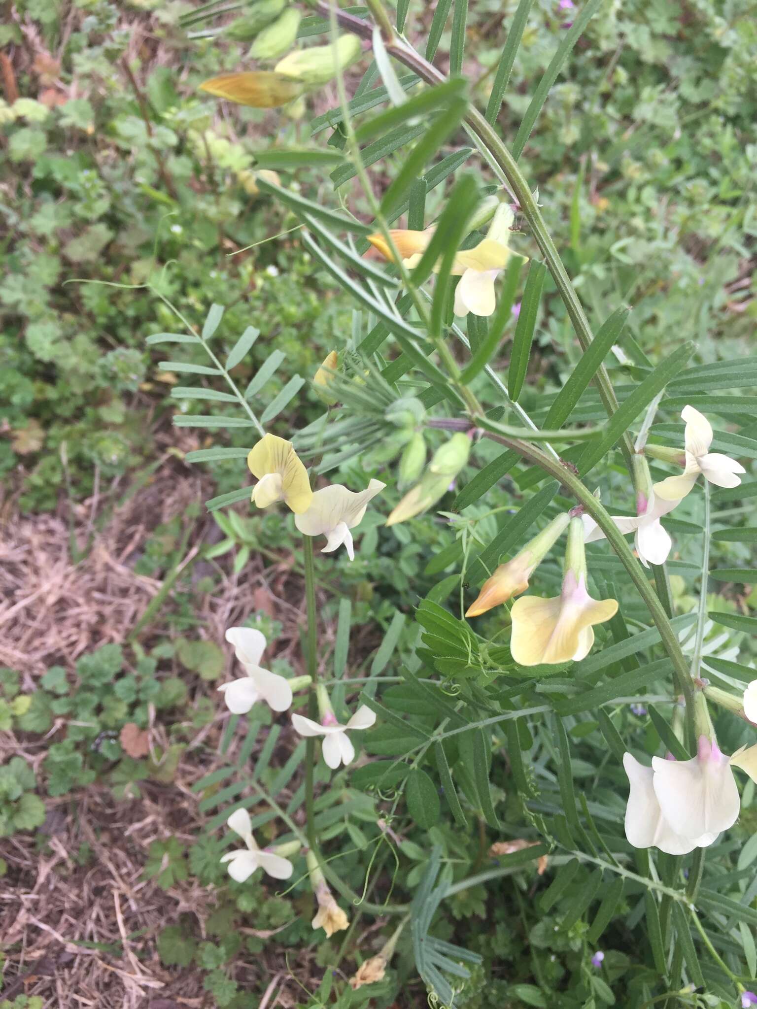Image of large yellow vetch