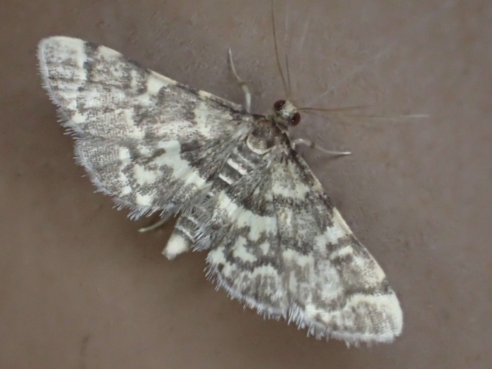 Image of Yellow-spotted Webworm Moth