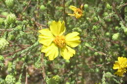 Image of Heermann's tarweed