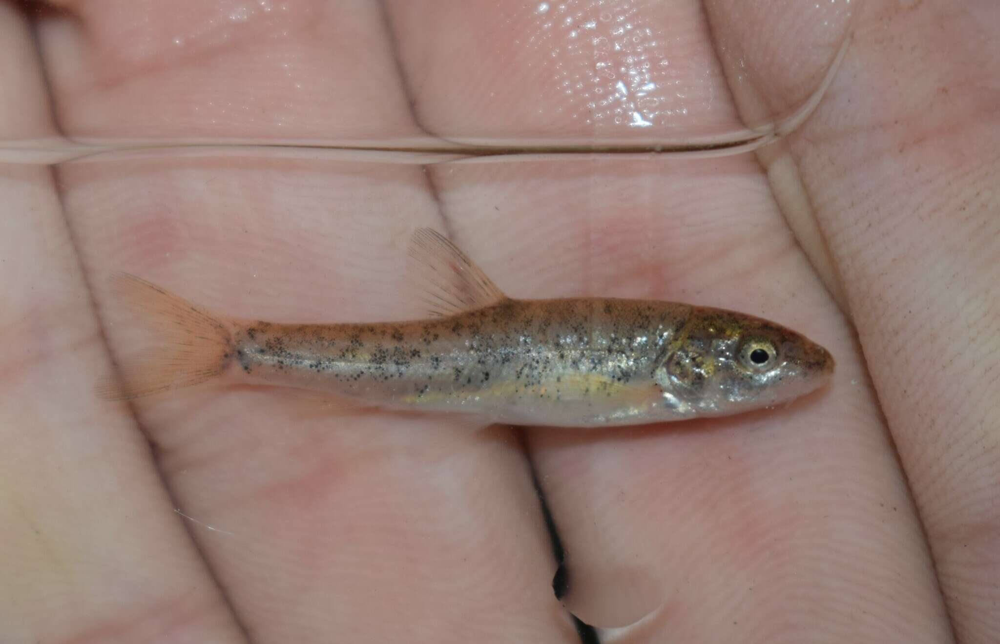 Image of Large-spot Barbel