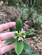 Image of Pimelea gigandra A. R. Bean