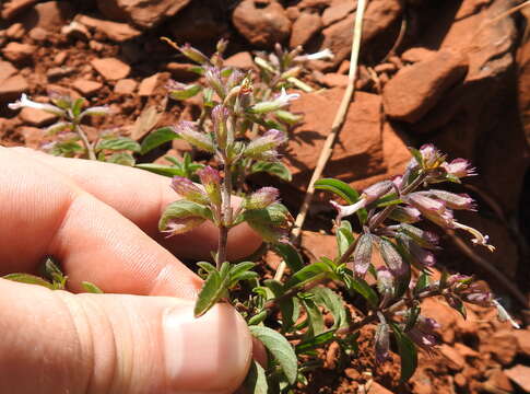 Image of Syncolostemon pretoriae (Gürke) D. F. Otieno