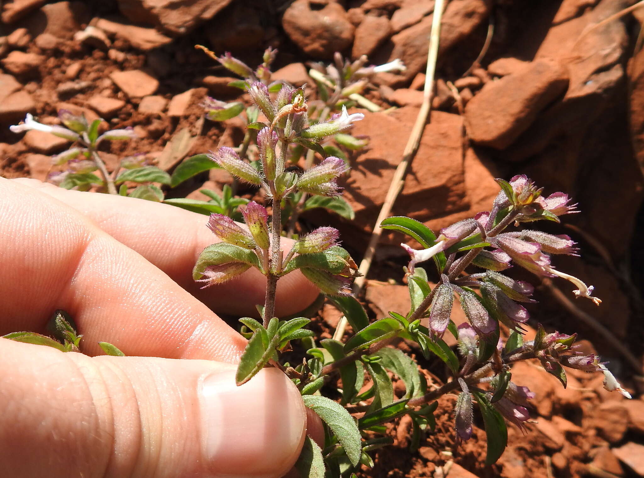 Image of Syncolostemon pretoriae (Gürke) D. F. Otieno