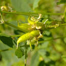 Image of Astragalus canadensis var. canadensis