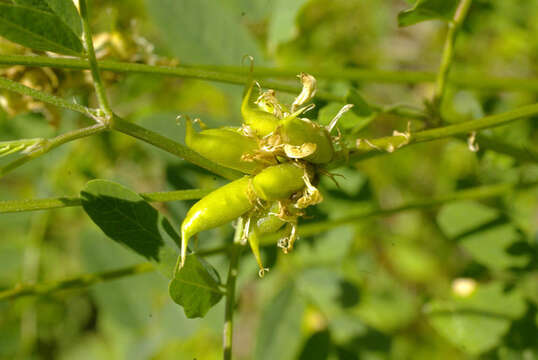 Image of Astragalus canadensis var. canadensis