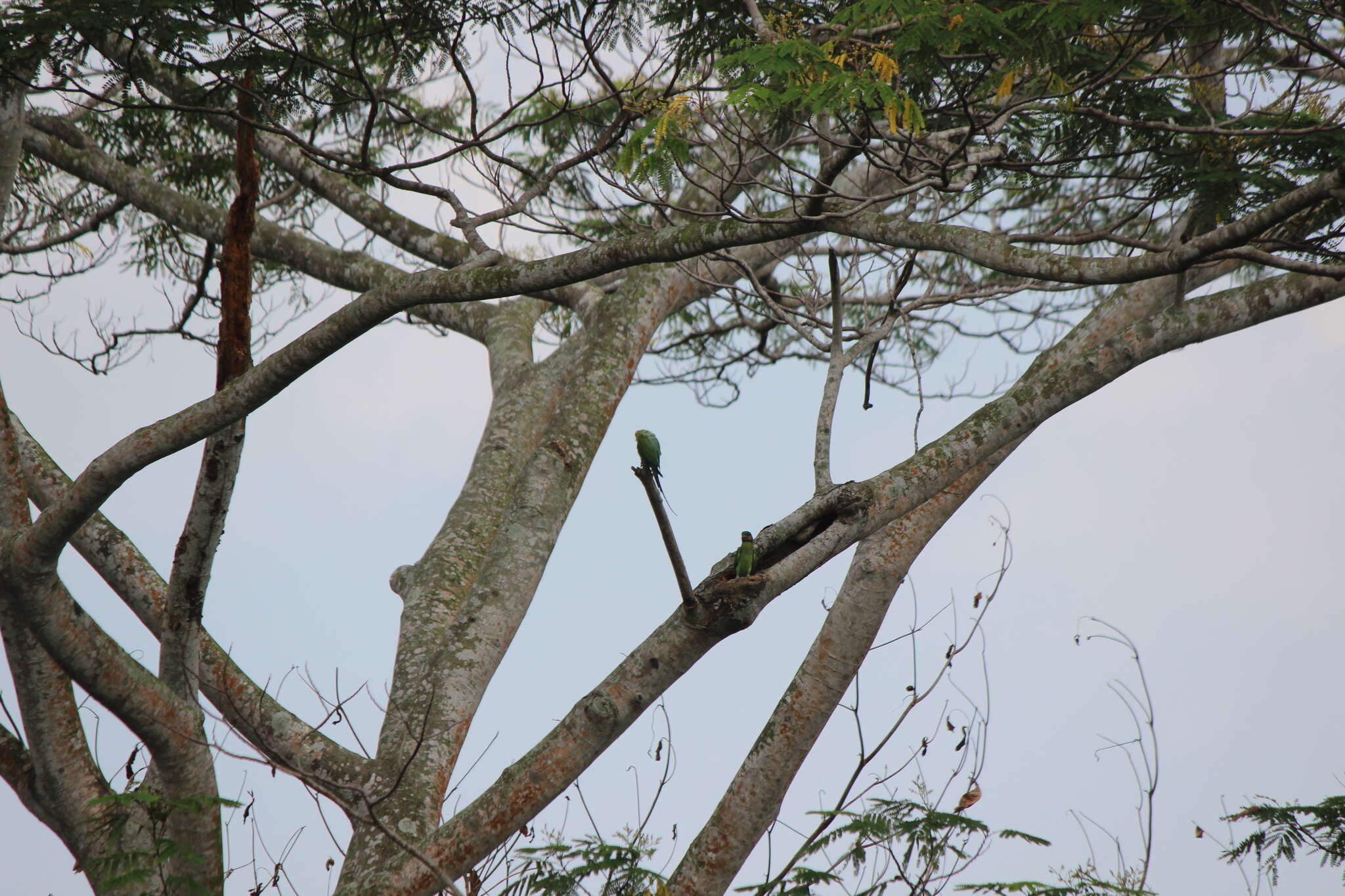 Image of Long-tailed Parakeet