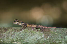 Image of Elliot's Forest Lizard