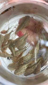 Image of Summer tadpole shrimp