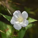 Image of Cienfuegosia humbertiana (Hochr.) Fryxell