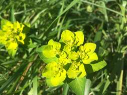 Image of Euphorbia flavicoma DC.