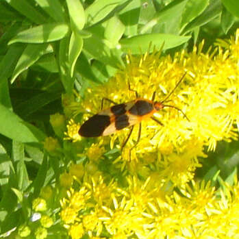 Image of Large Milkweed Bug