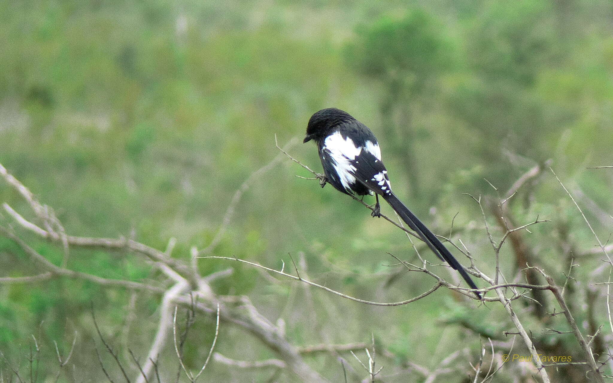 Lanius melanoleucus resmi