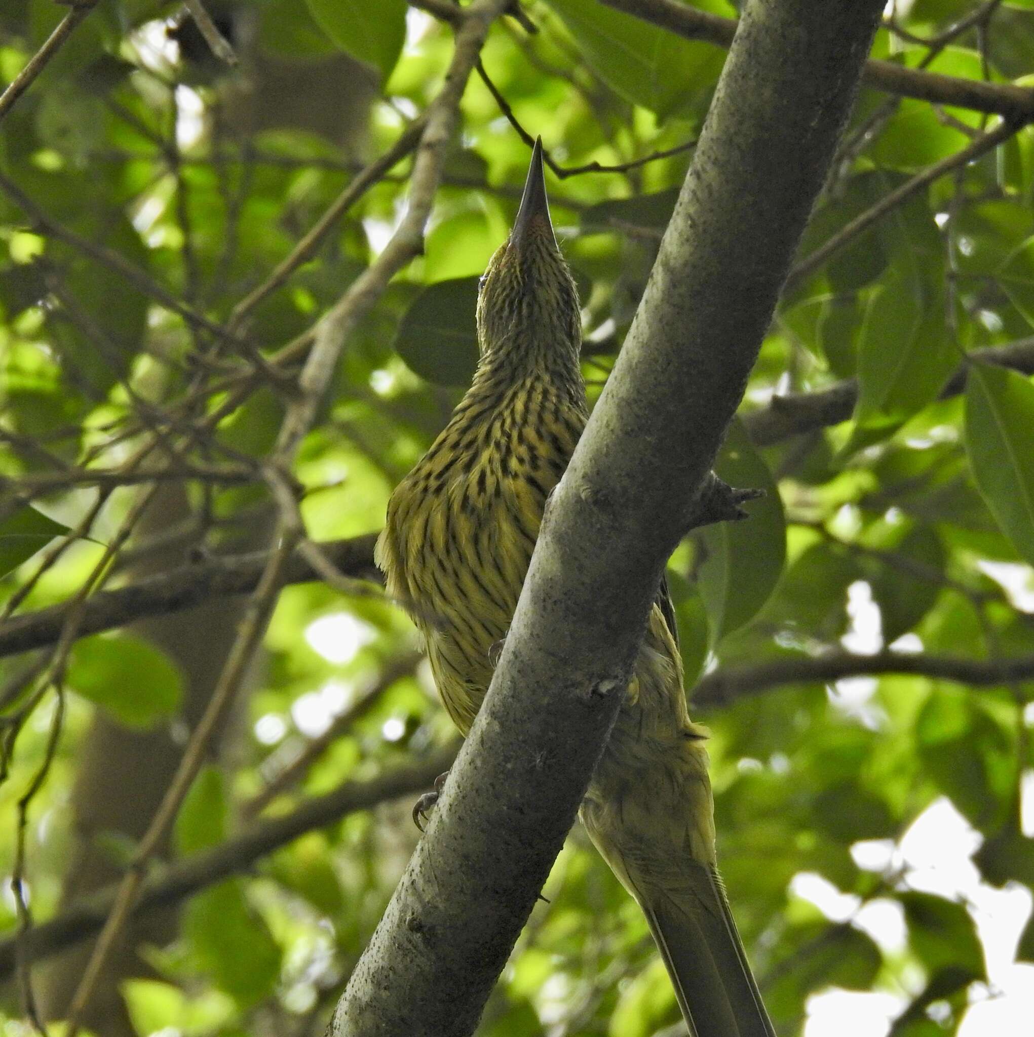 Image of Green Oriole