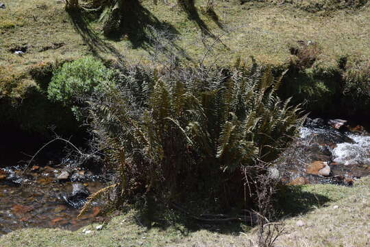 Sivun Polystichum speciosissimum (A. Br. ex Kunze) Copel. kuva