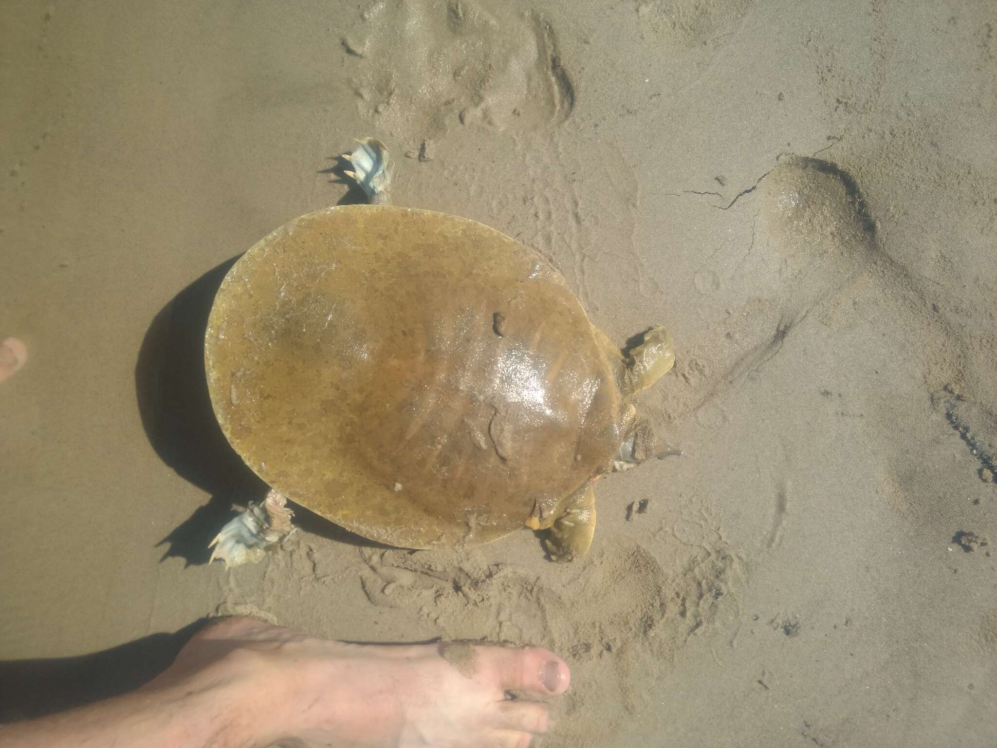 Image of Smooth Softshell Turtle