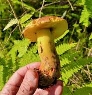 Image de Butyriboletus brunneus (Peck) D. Arora & J. L. Frank 2014