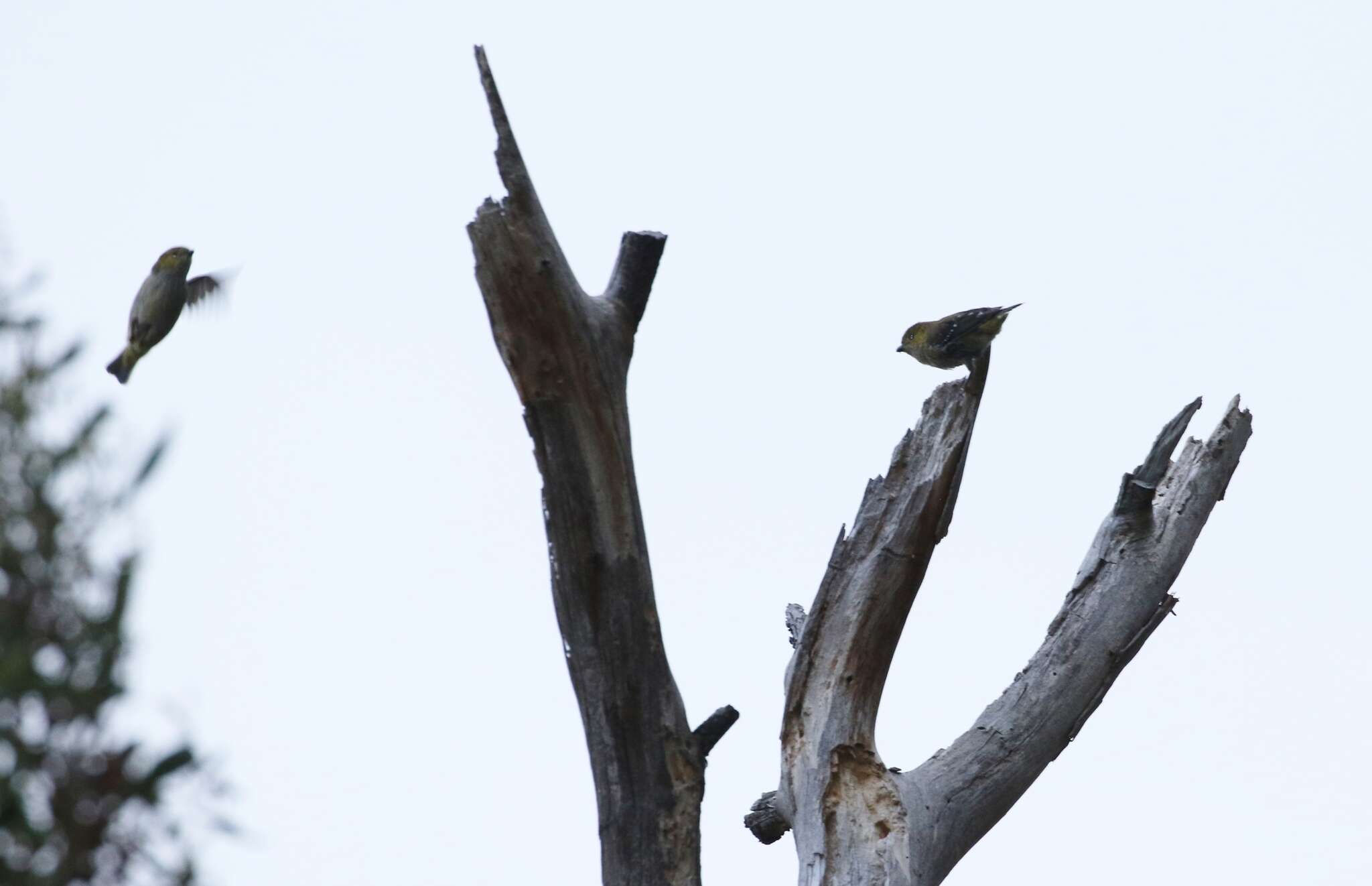 Image of Forty-spotted Pardalote