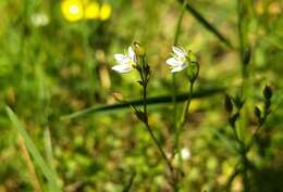 صورة Sabulina tenuifolia (L.) Rchb.