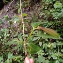 Image of Centradenia grandifolia (Schltdl.) Endl. ex Walp.