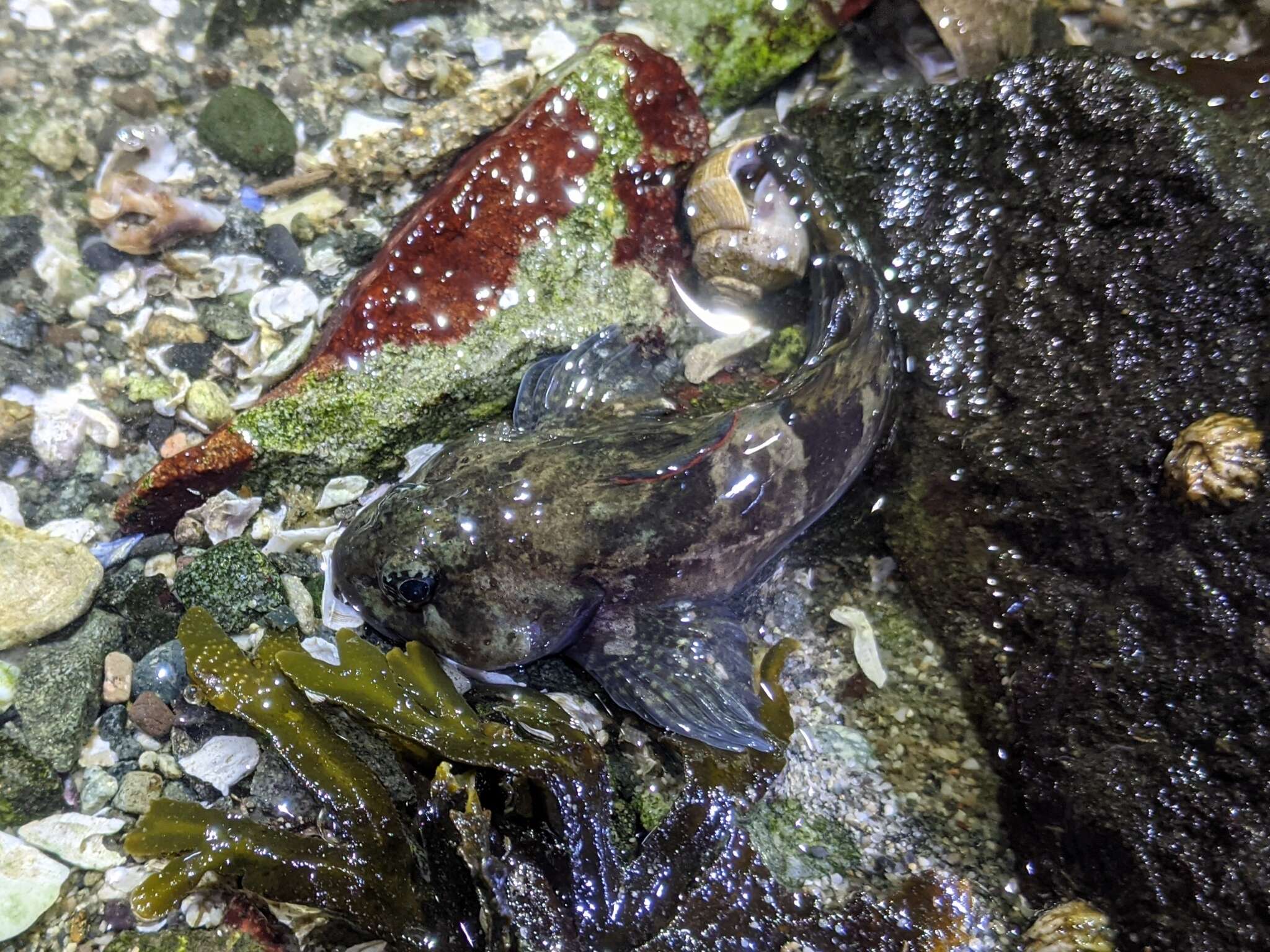 Image of Rosylip sculpin