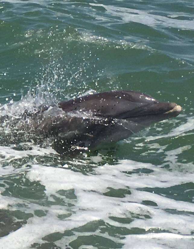 Image de Tursiops truncatus truncatus (Montagu 1821)