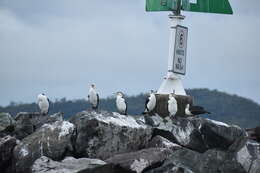 Image of Phalacrocorax varius hypoleucos (Brandt & JF 1837)