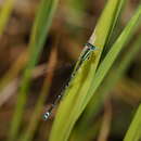 Sivun Austroagrion exclamationis Campion 1915 kuva