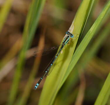 Sivun Austroagrion exclamationis Campion 1915 kuva