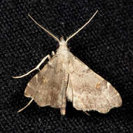 Redectis pygmaea Grote 1878 resmi