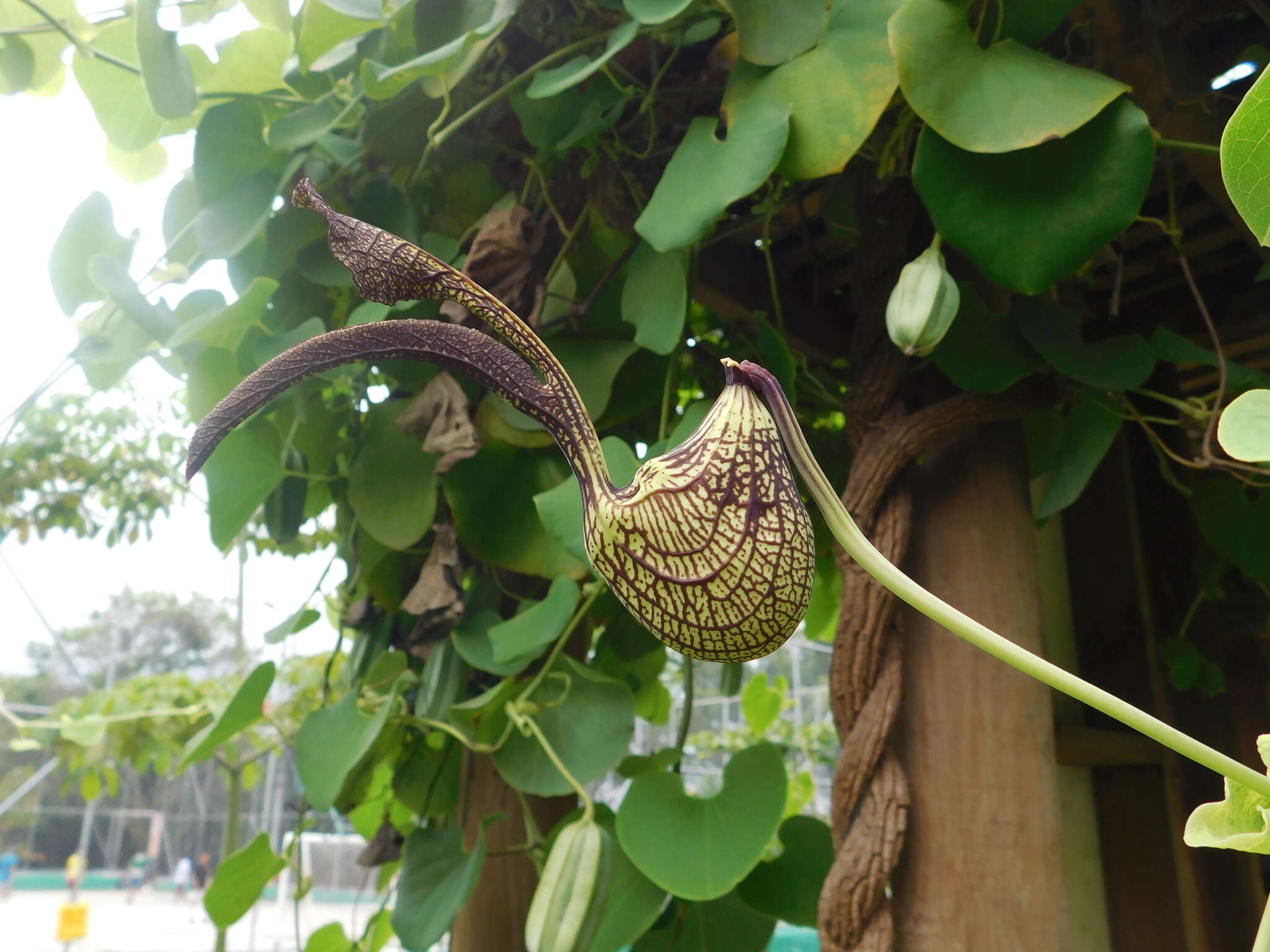 Image de Aristolochia ringens Vahl