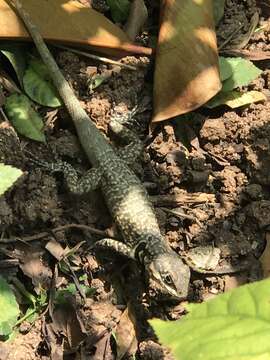 Image of Amazon Lava Lizard