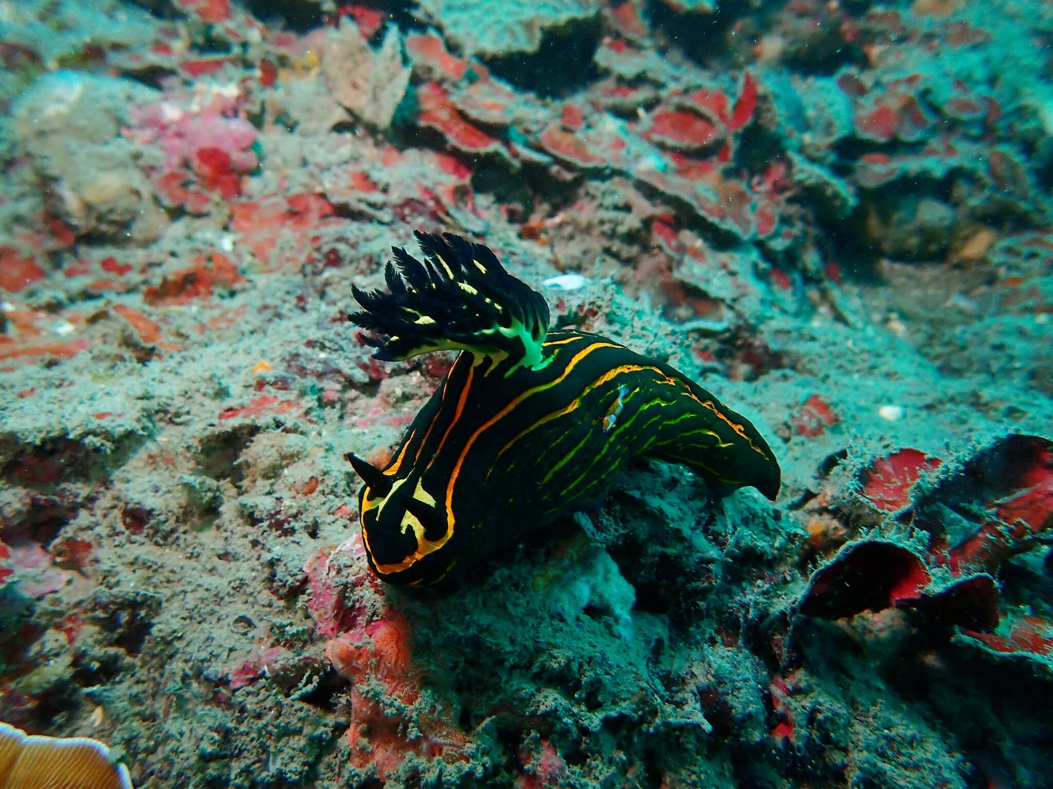 Image of Tyrannodoris Willan & Y.-W. Chang 2017