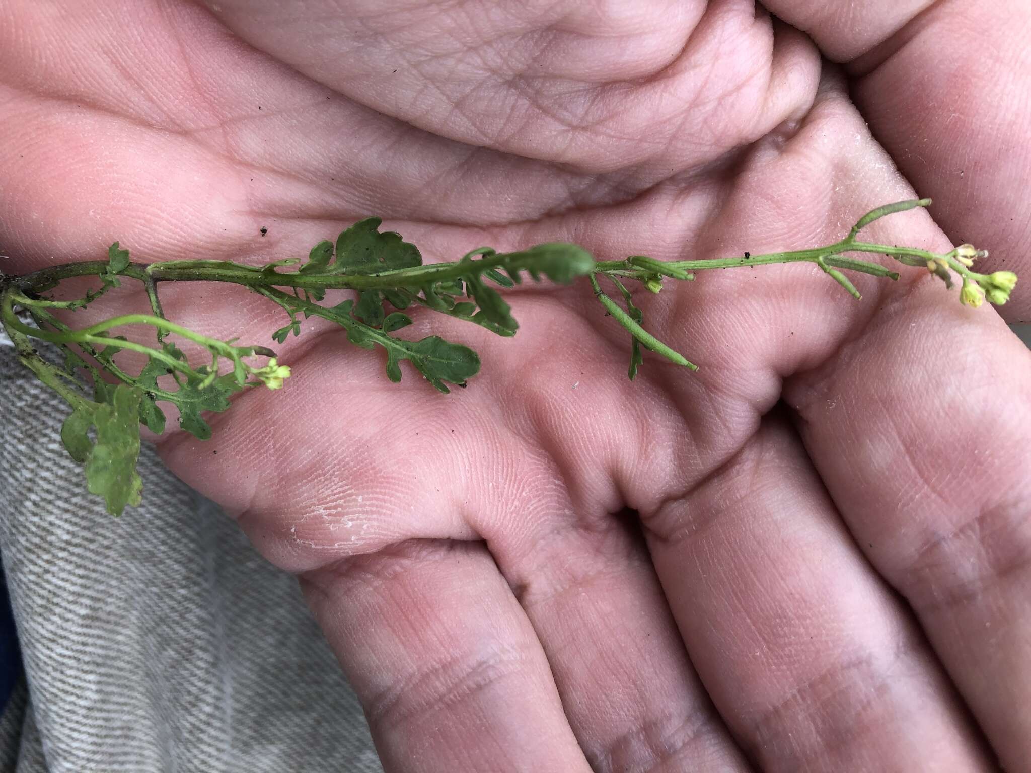 Image of Southern Marsh Yellowcress