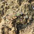 Image of Blowout tiger beetle