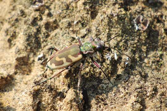 Image of Blowout tiger beetle