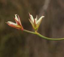 Слика од Anarthria prolifera R. Br.