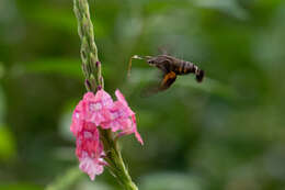 Image de Macroglossum divergens heliophila Boisduval (1875)