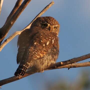 Image of Pearl-spotted Owlet