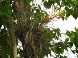 Image of Tillandsia inopinata Espejo, López-Ferr. & W. Till