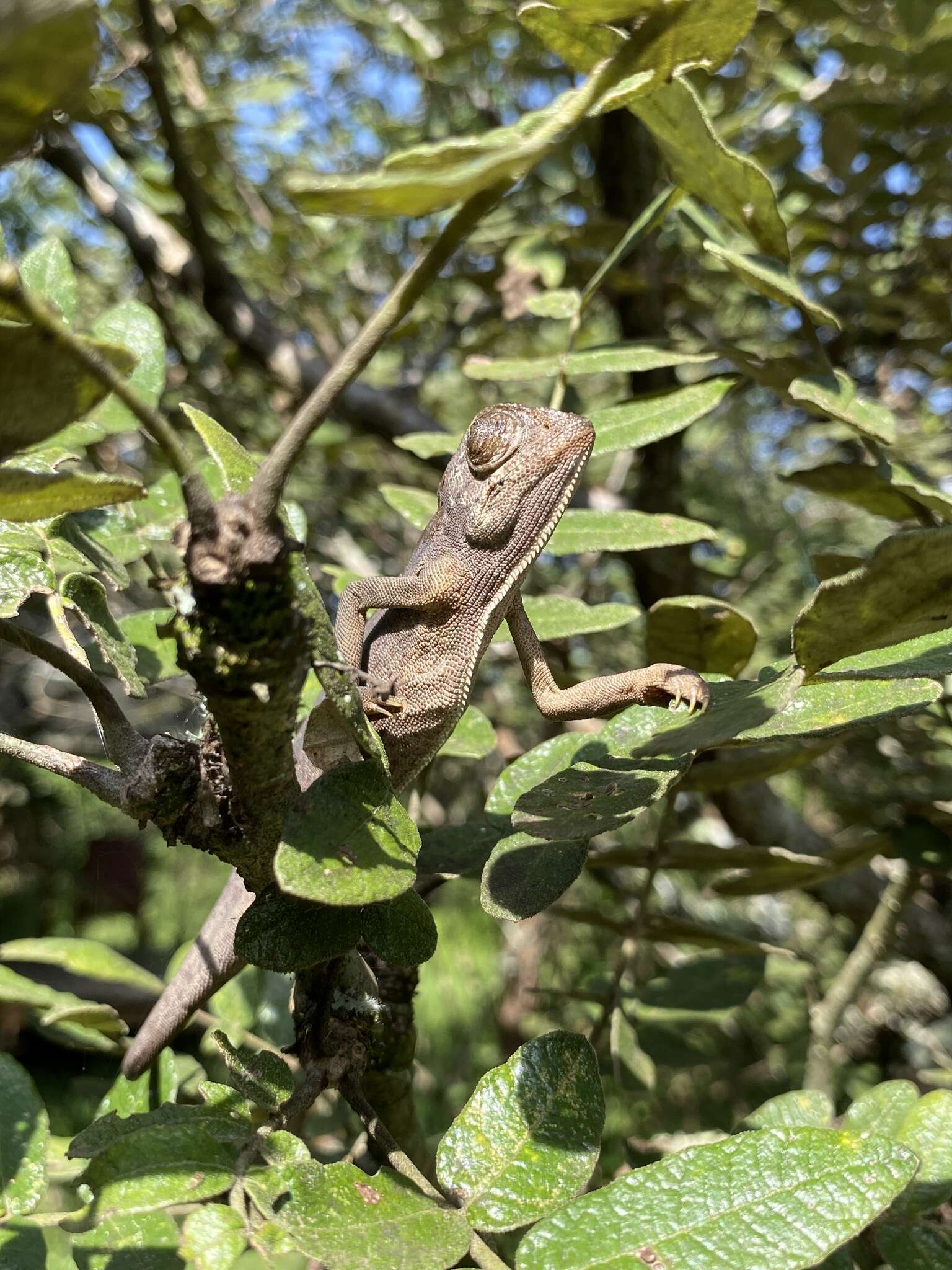 Image of Smooth Chameleon