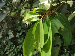 Imagem de Cinnamomum malabatrum (Burm. fil.) Presl