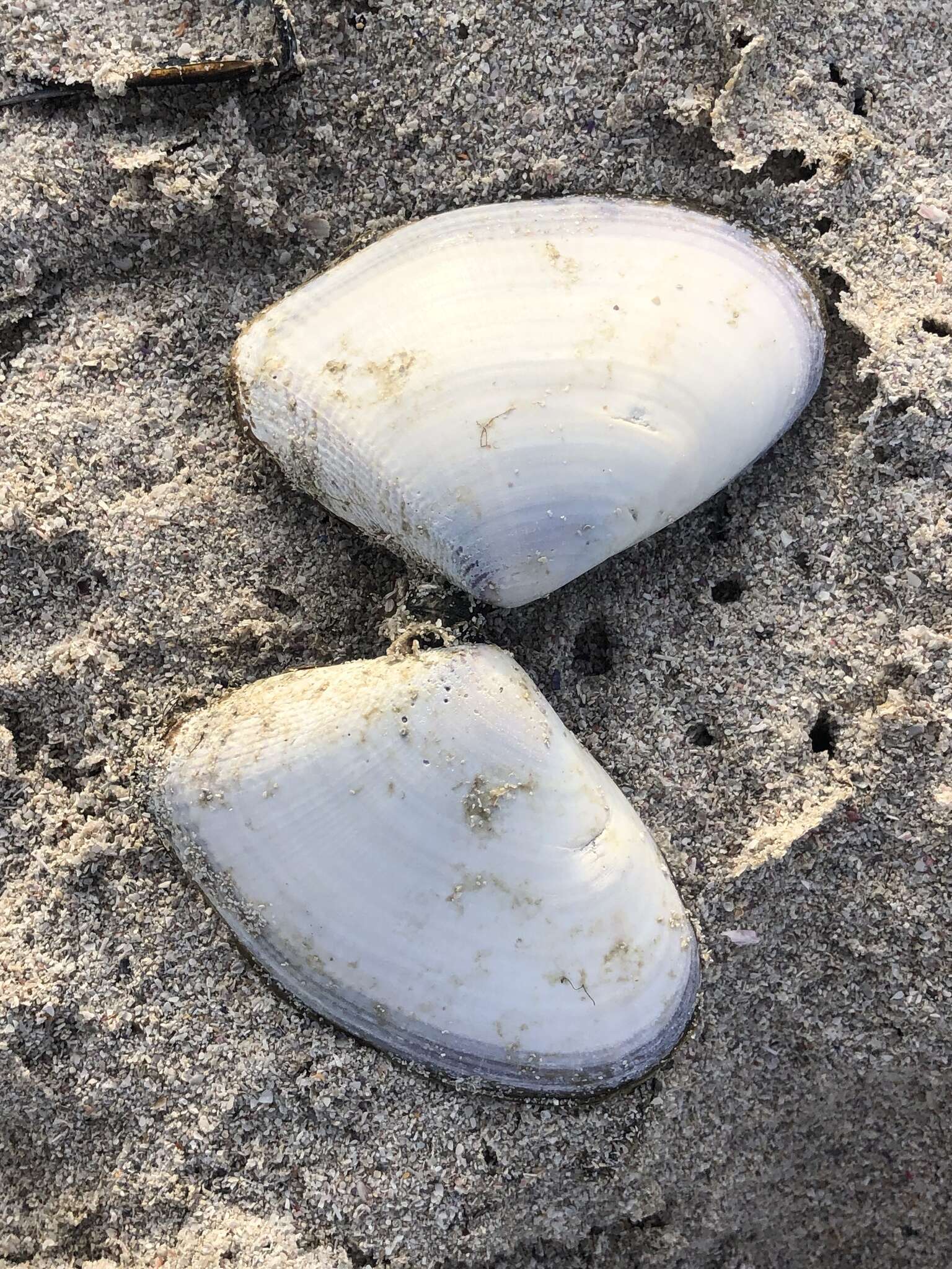 Image of giant South African wedge clam