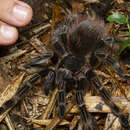 Image of Sao Paulo Olive Brown Tarantula