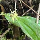 Image of Green bonnet orchid