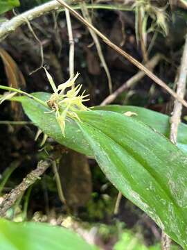 Plancia ëd Pleurothallis ruscifolia (Jacq.) R. Br.