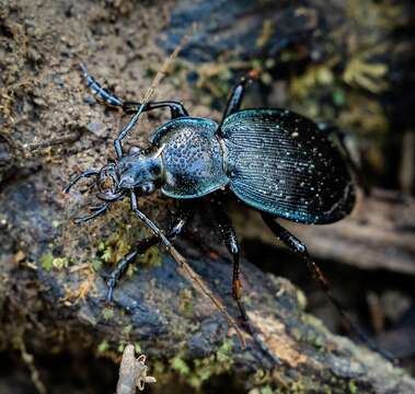 Image of Carabus (Carabus) goryi Dejean 1831