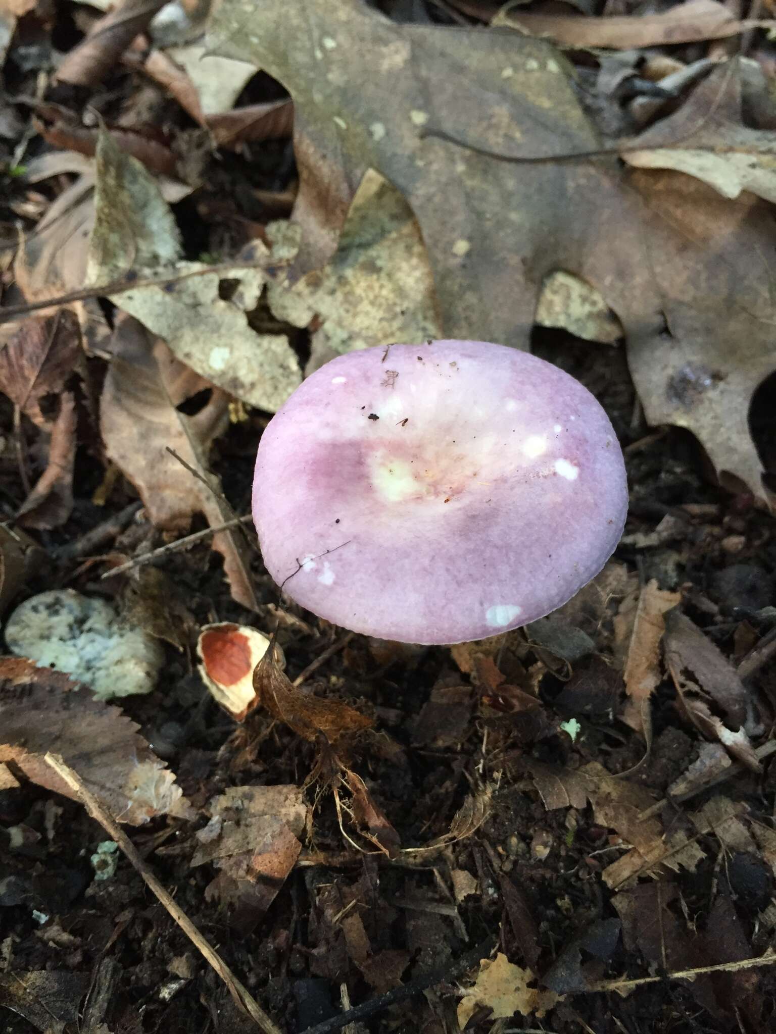 Image of Russula ornaticeps Burl. 1921