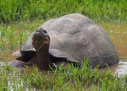 Image of Abingdon Island Giant Tortoise